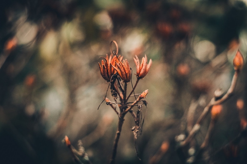 Latvia, plants, 720P, flowers, vignette, nature
