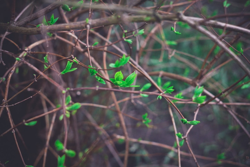 animal, day, Latvia, green, vertebrate, 720P, leaf, animal themes, twigs, one animal, focus on foreground, tree, vignette, plants, plant, no people, nature