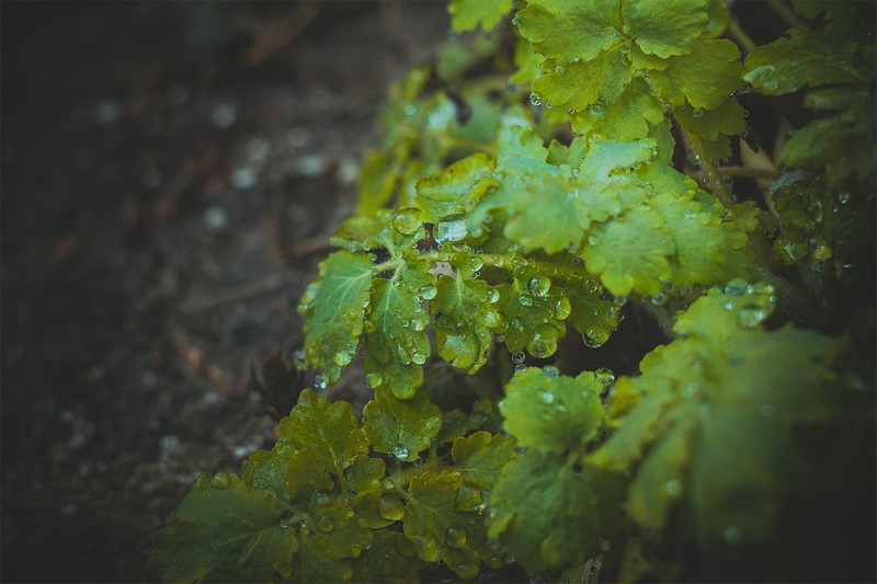 dew, green color, no people, high angle view, plant, leaf, selective focus, close-up, plant part, Latvia, day, vignette, leaves, nature, growth, drop, tranquility