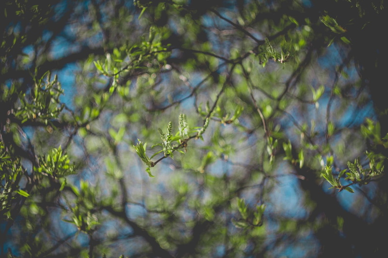 720P, green, low angle view, tranquility, Riga, tree, vulnerability, focus on foreground, day, selective focus, green color, beauty in nature, close-up