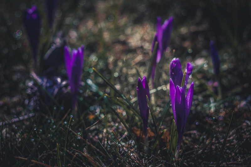 720P, flowers, plants, Latvia, vignette, violets, nature
