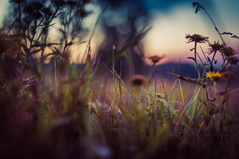 fragility, field, selective focus, flowering plant, vulnerability, purple, grass, tranquility, outdoors, day, land, sunset, blurred, 5K, flower, vignette