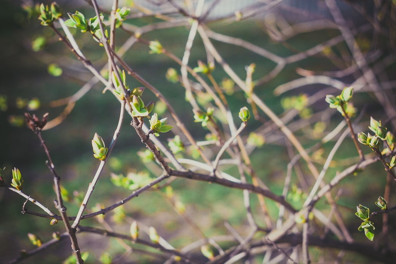 day, animals in the wild, animal themes, twigs, vertebrate, plant, spring, branch, no people, leaf, beauty in nature, close-up, bird, growth, focus on foreground