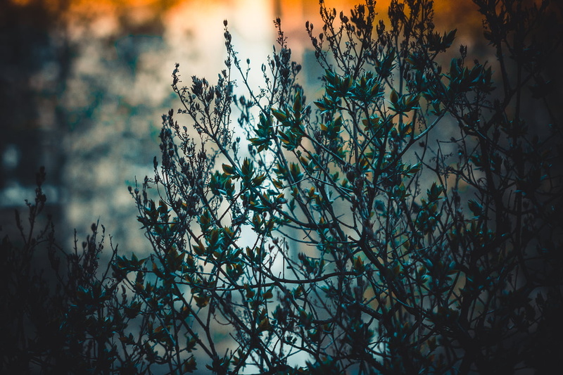 yellow, tranquility, low angle view, leafed, Latvia, tree, backgrounds, Riga, light - Natural Phenomenon, flowers, growth, outdoors, leaf, sunlight, sunset