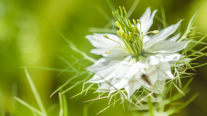 flower, Le, plant, 5K, nature, white flower, white, summer, de, close-up, la