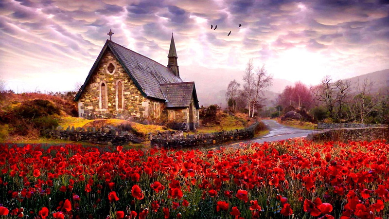 flower field, killarney, europe, meadow, poppy field, poppies, landscape, flower, derrycunnihy church, cloudy, 1080P, sky, clouds, ring of kerry, ireland