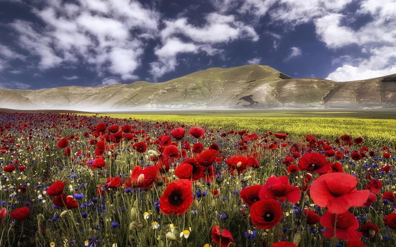 1080P, umbria, field, mountains, castelluccio, poppies, summer, blossoms, italy