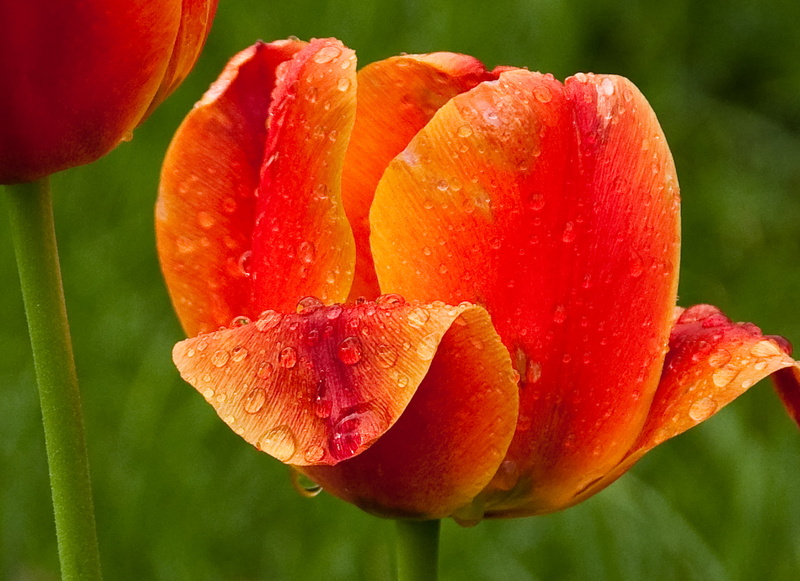 flower Head, flower, plant, springtime, petal, summer, tulip, leaf, nature, red, freshness, flower  flower, orange, 2K, beauty In Nature, Morning, drops