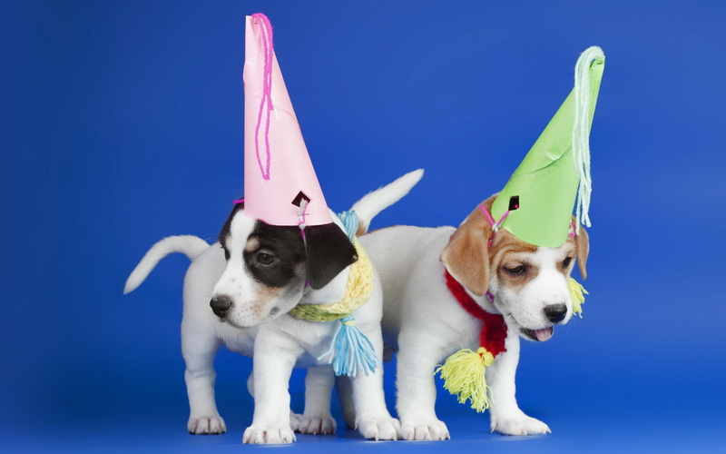 animal, party, dogs, 2K, let, puppies, s, animals, go