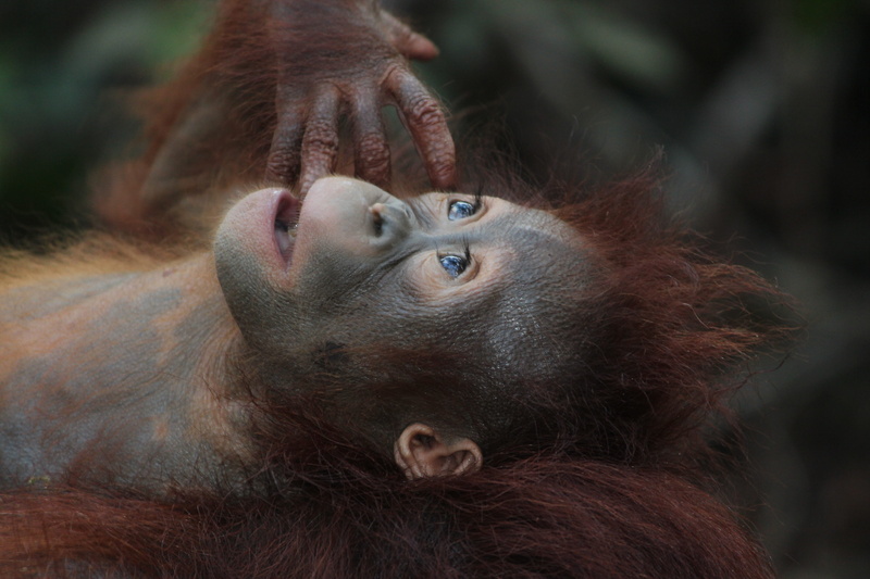 one animal, care, focus on foreground, animals in the wild, animal body part, borneo, orangutan, nature, tropical, monkey, cute, wildlife, close-up, young animal