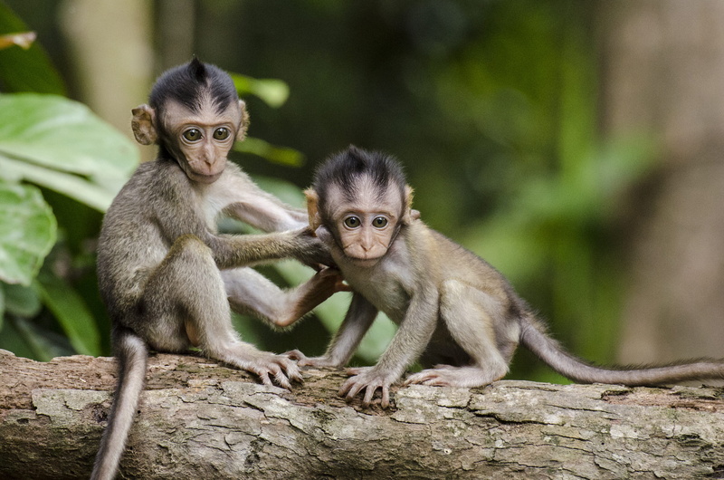 baby, animal, two, focus on foreground, animal family, mammal, mother, human Face, two animals, asia, nature, leaf, monkey, outdoors, animal wildlife, wildlife