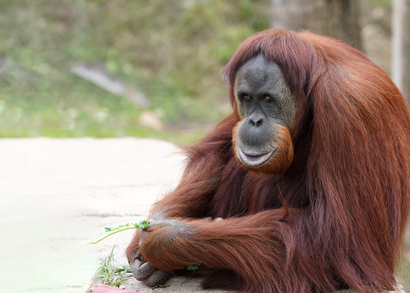 focus on foreground, looking, animal hair, borneo, rainforest, forest, endangered, plant, no people, contemplation, sumatran, nature, animal, brown, day