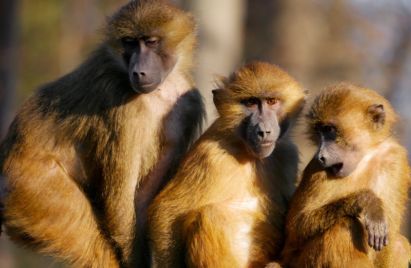 day, animal wildlife, family, group, ape, animal family, near, focus on foreground, wildlife, zoo, group of animals, animals in captivity, 4K, africa