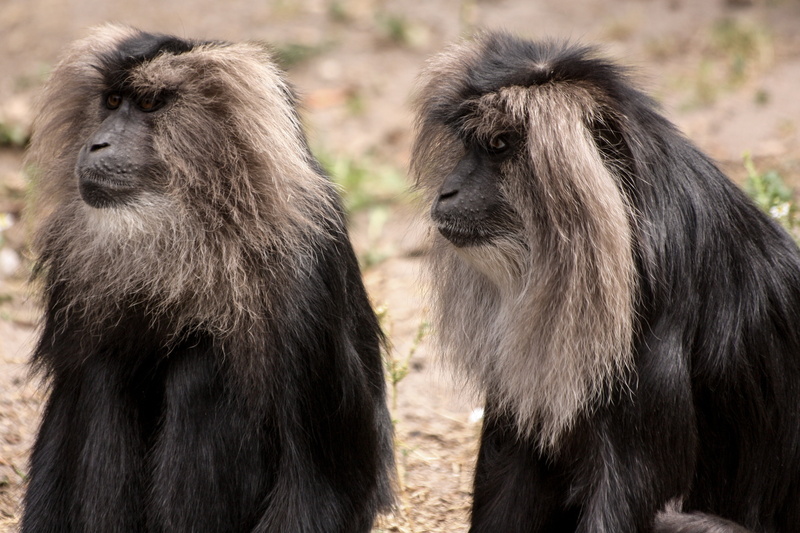 animal hair, vertebrate, nature, hair, animal wildlife, animals, two animals, animal family, primate, baboon, animals In The Wild, ape, monkey, africa