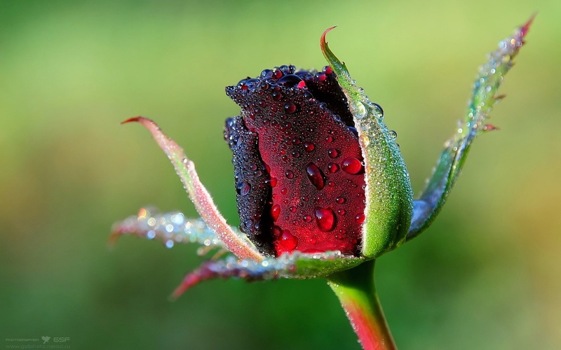 macro, flower, hd, drops, nature, 1080P, water