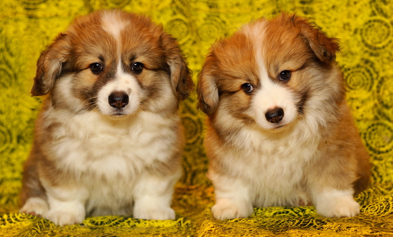 pet, no people, canine, animal, young animal, puppies, puppy, two, cavalier king charles spaniel, purebred dog, small dog, animal themes, small, one animal