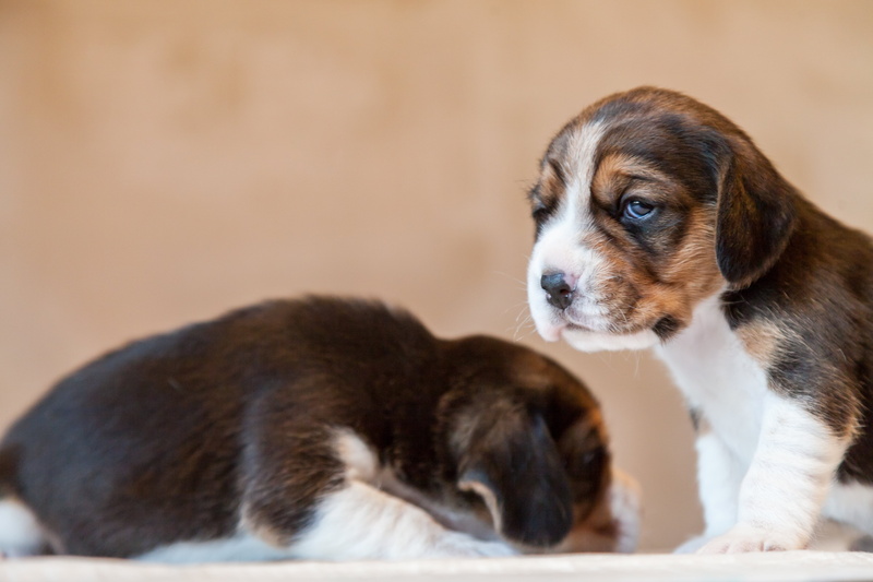 pets, brown, domestic Animals, puppy, coated, young Animal, two, Gamine, mammal, small, may  2015, beagle, canine, spring, cute, animal, short, 5K, puppies