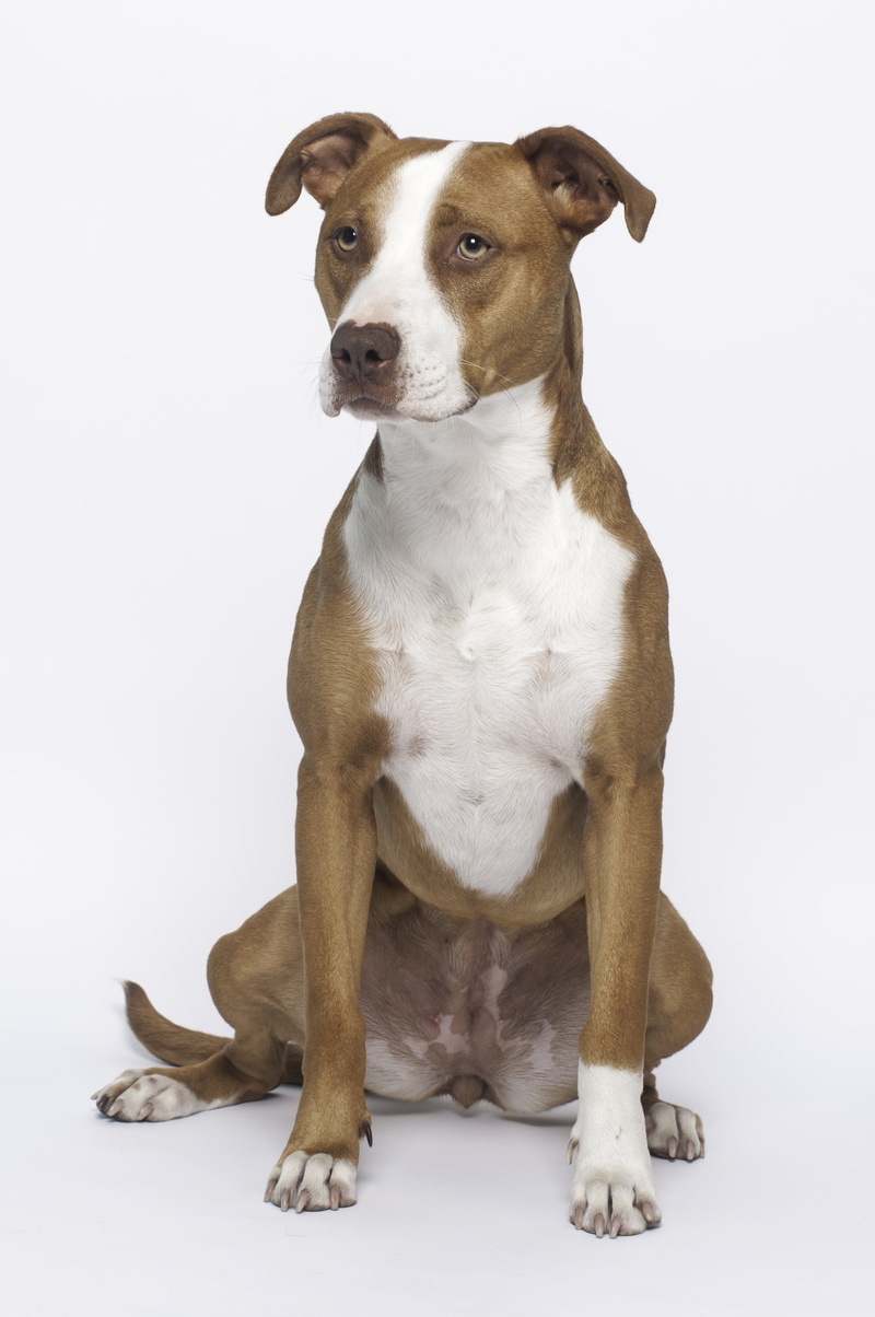 no people, cute, white, domestic Animals, one Animal, mammal, full length, bull, domestic, crossing, adult, pitbull, portrait, american Staffordshire Terrier