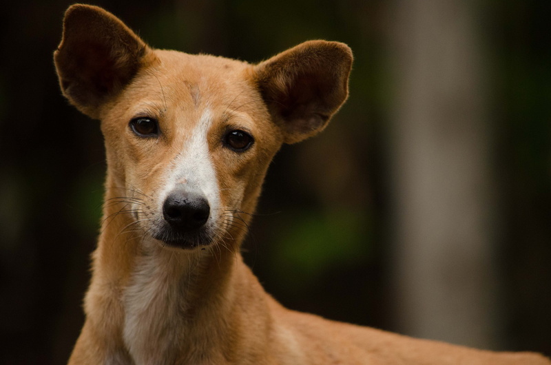 afraid, srilanka, love, buddy, asia, 4K, hear, thinking, pets, care, portrait, white dog, kindness, nose, lanka, neighbour, food, canine, mercy, wild  eye