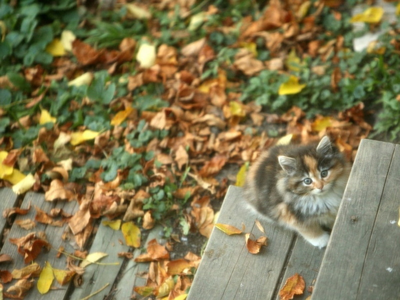 cat, pet, let, kitten, hd, autumn, looking, tabby, stairs, animal, waiting, kitty, animals, 480P