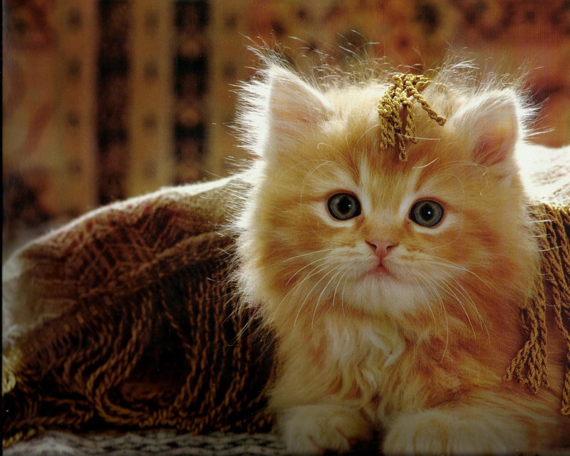 play, pillow, seek, playing, 1080P, s, animals, kitten, feline, let, hide