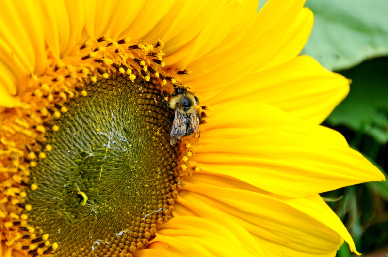 DSC, close-up photography, pollination, Let the sun shine, photography, yellow, nature, 4K, Honey Bee, D300, outdoors, petal, close, flower, Nova Scotia