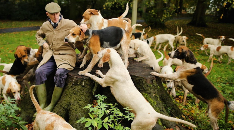 dogs, let, pack-of-dogs, that-dog-will-hunt, 720P, hunting-dogs, who-let-the-dogs-out