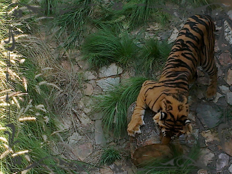 1080P, pretoria, animals, lets, south africa, tiger, orange, black, play