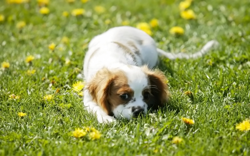 let, play, tan, king, dog, 2K, puppies, white, cavalier, charles, spaniel, s