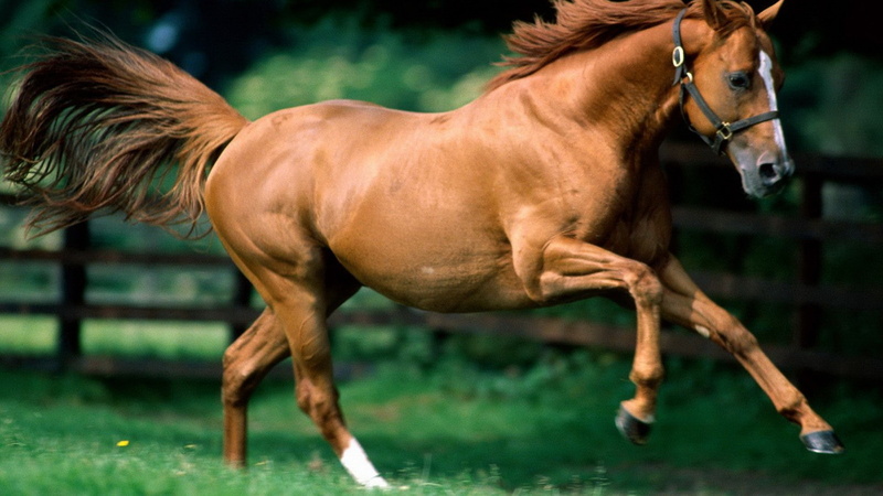 horse, animals, 1080P