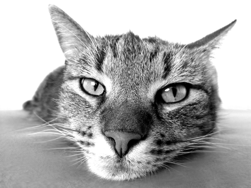 chill out, nose, looking, kitten, tabby, portrait, mieze, mammal, adidas, white, vertebrate, looking at camera, relax, close-up, indoors, one animal, snout