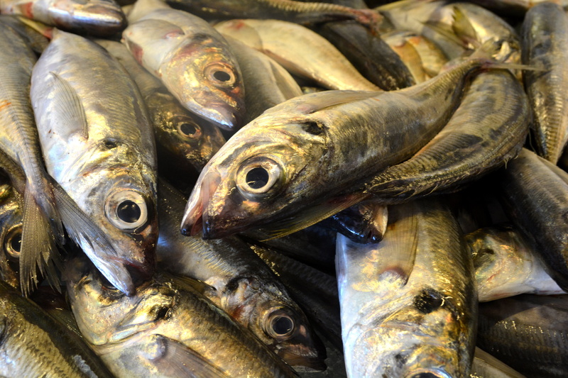freshness, retail, abundance, backgrounds, Fish, silver colored, healthy eating, food, Cod, Portugal, sale, food and drink, Sardine, no people, vertebrate