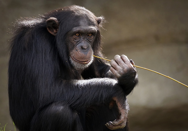 no people, animal wildlife, 5K, vertebrate, animal world, zoo, primate, holding, mammal, chimpanzee, looking, zoo animal, looking away, mimic, outdoors
