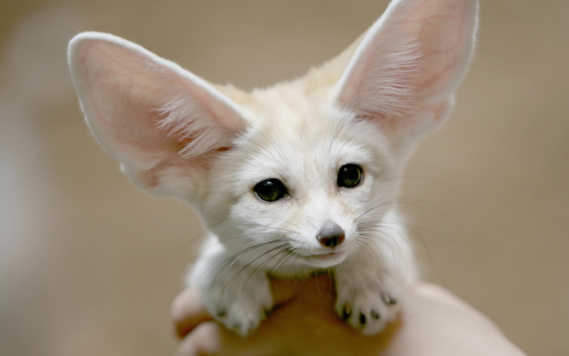 nice, fine, sweet, can, 2K, everything, hear, animals