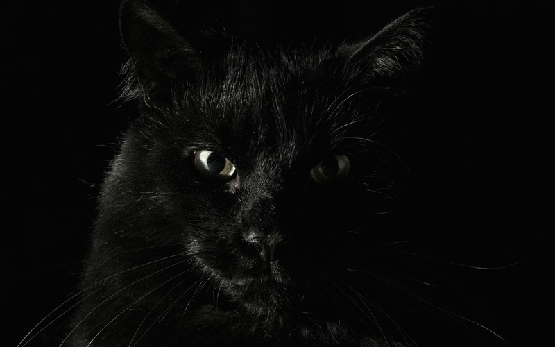 1080P, lovely, kitty, cute, black, animals, funny, kitten, eyes, see