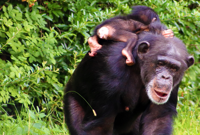 day, nature, one animal, wildlife, animals in the wild, monkey, green color, cute, primate, land, motherhood, baby, mammal, chimpanzee, no people, vertebrate