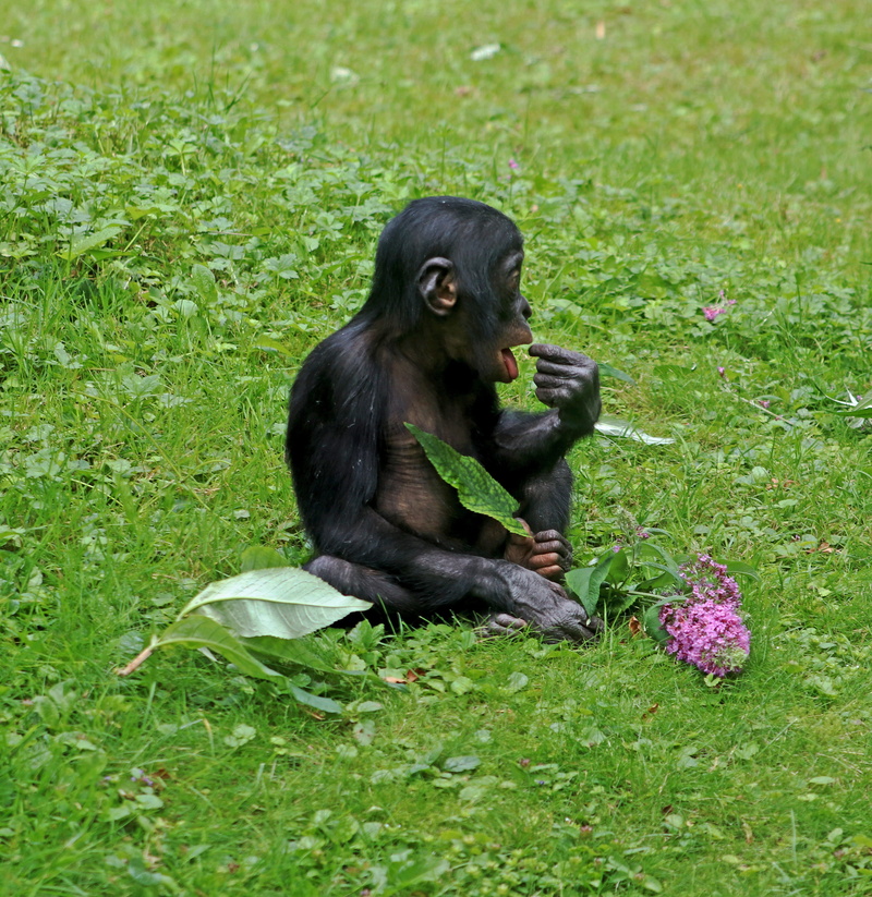 plant, grass, mammal, 4K, one animal, Ape, day, black color, sitting, animals in the wild, Animal, no people, green color, wildlife photography, monkey baby