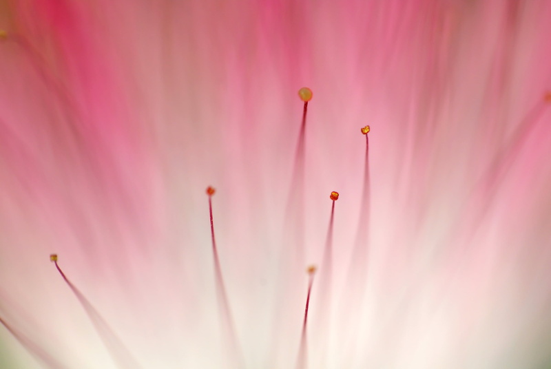 DCR, Floral, Manual, pink Color, plant, untitled, f2.8, Osmania, Yes, beauty In Nature, Nikon D60, flower, Vivitar, HPC, animal, APPS, animals, 4K, Landscape Garden