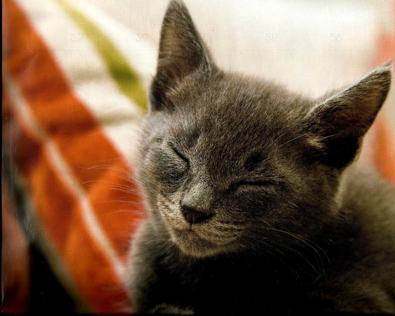 sleeping, napping, animals, t, can, see, 1080P, feline, black