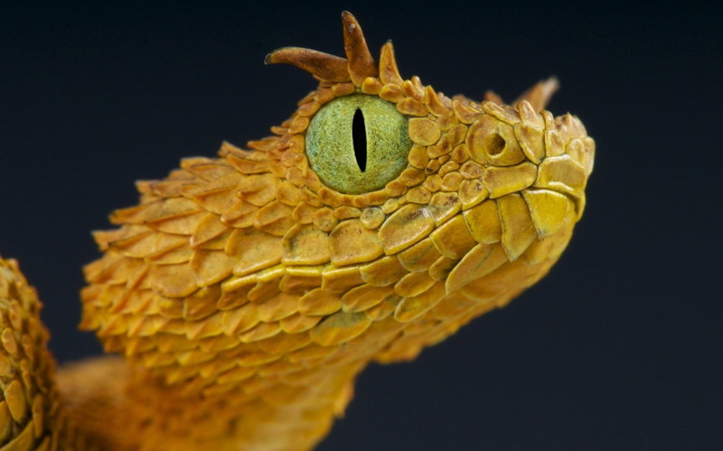 eyes, vertebrate, lizard, no People, animal wildlife, animals in the wild, animal, yellow, dragon, animal head, wildlife, black background, iguana, 720P