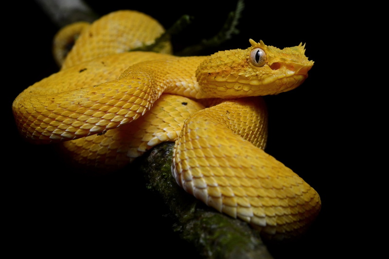 1080P, Reptiles, Viper, Snake, Eyelash Viper