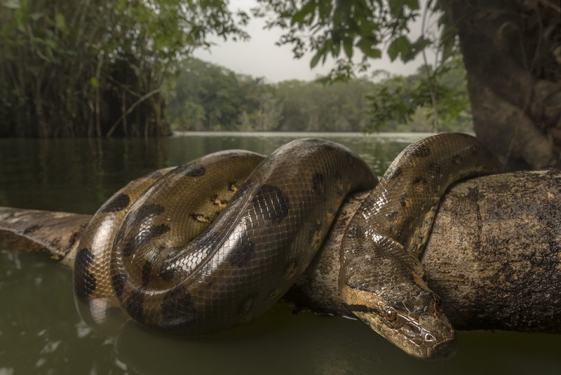 1080P, Snake, Anaconda, Animal, Wildlife, Reptile