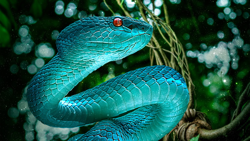 4K, Viper, Reptiles, Snake