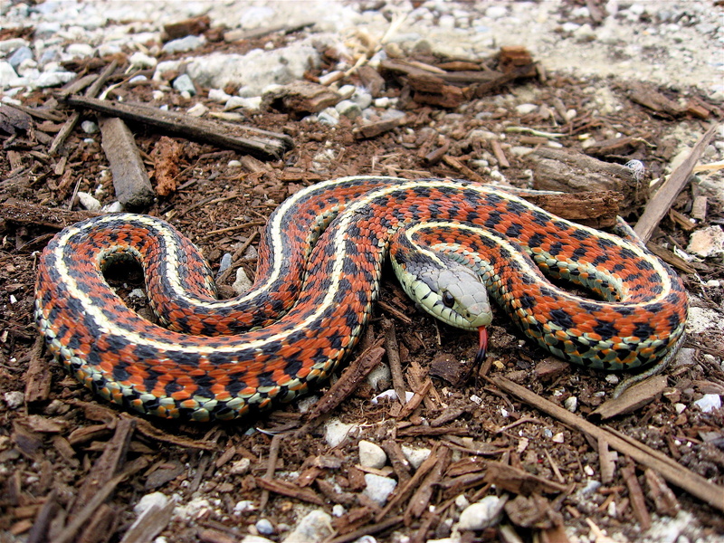 nature, animals, 2K, wildlife, reptiles, snake