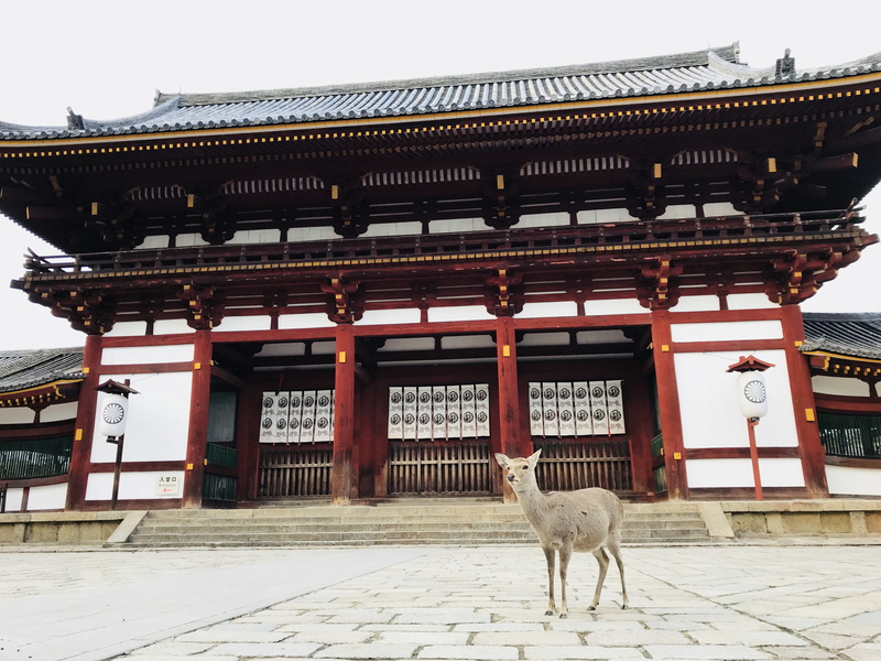 vertebrate, reindeer, white, infront, red, building exterior, place of worship, travel destinations, deer, picture, tan, animal, no people, can, roof, mammal