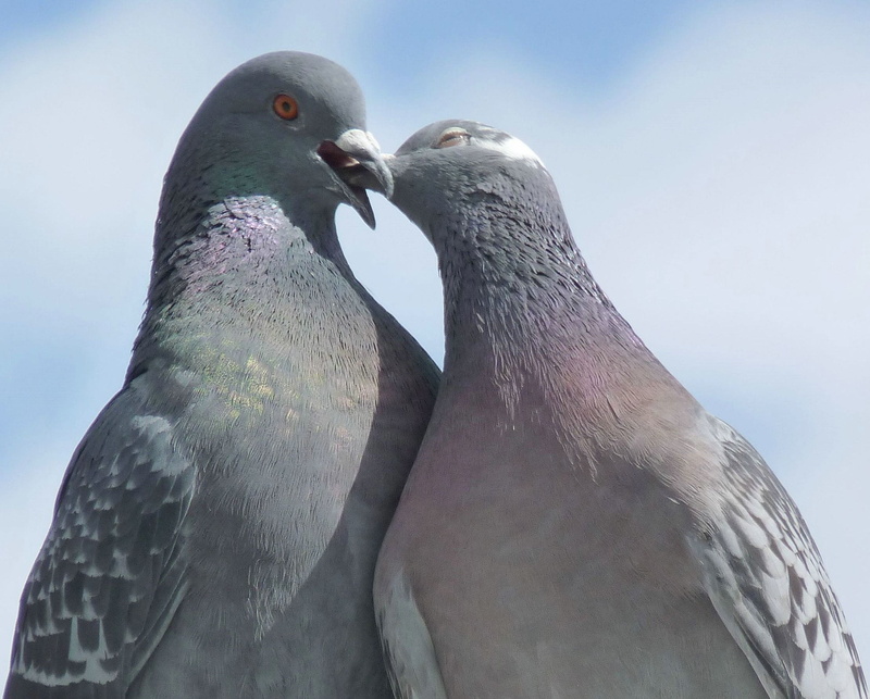 fly, animal wildlife, wildlife, two animals, togetherness, animals In The Wild, lovebirds, love, nature, sky, beak, bird, animal, no people, two, close-up