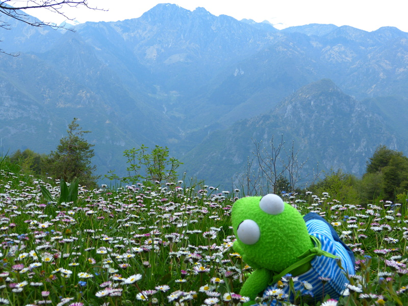 nature, white, grass, plant, doll, land, tranquil scene, beauty in nature, relax, plush, Kermit, fun, mountain range, Frog, Enjoy, celebration, tranquility