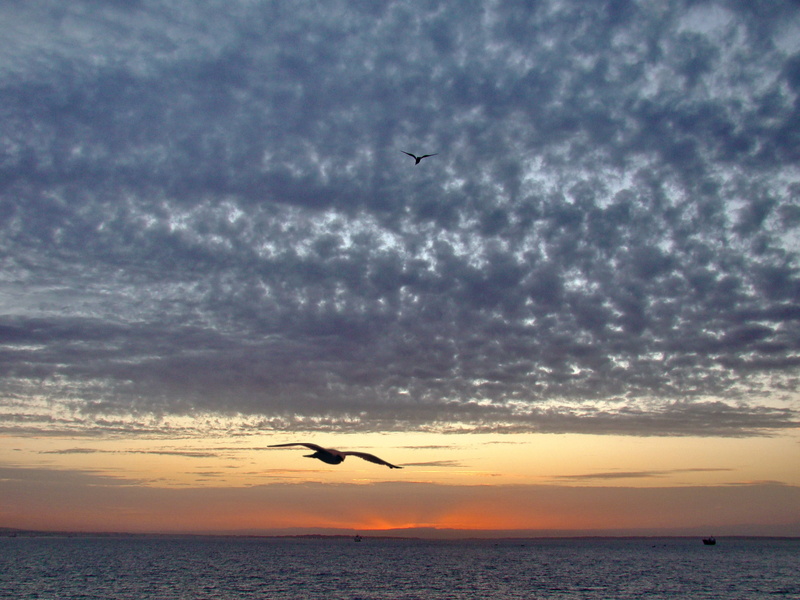 mid-air, minaret, flying, bird, animal themes, coucher de soleil, afrique, vertebrate, animal, la mosquée hassan ii, seagull, horizon, nuages, latlantique