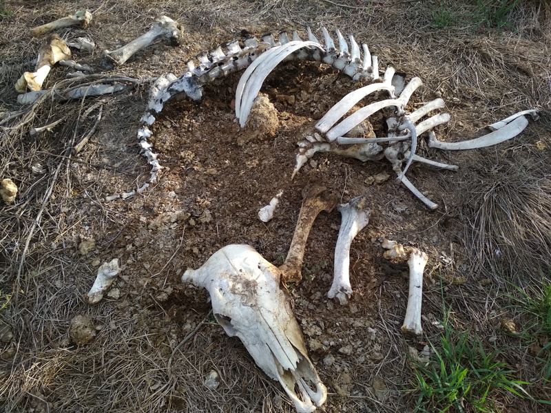 muerte, animal body part, huesos de animales, outdoors, hopelessness, dirt, no somos nada, day, land, death, nature, wood - material, plant, animal skeleton