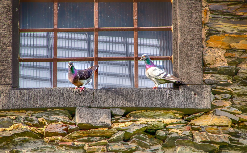 architecture, nature, two animals, whisper sweet nothings, sit, window, animal themes, birds, rock, vertebrate, animals in captivity, built structure, perching